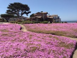 fields with pink flowers on the peninsula of Monterey