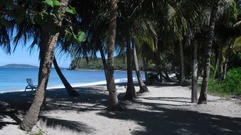 Caribbean beach with palm trees