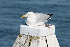 seagull on a wooden pillar