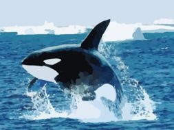 orca in the ocean