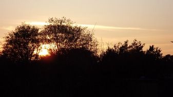 fluffy bushes at sunset