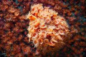 Plants on reefs
