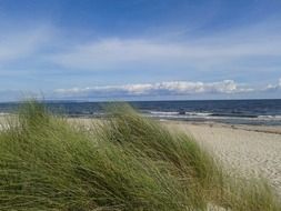 tall grass on beach of baltic, germany, rÃ¼gen