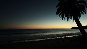 palm tree silhouette at night on the beach