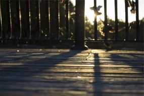 wood deck sunset shadows