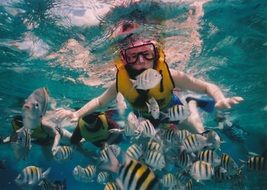 lot of fish in the underwater world of the Caribbean