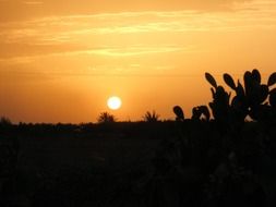 cactus shadow from the sunset