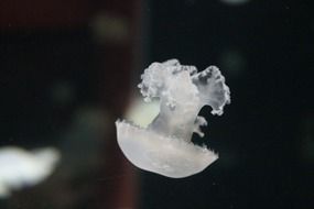 White jellyfish in the aquarium