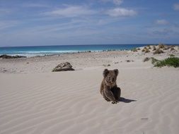 koala on the sandy beach at Sleaford