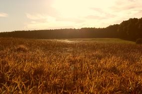 landscape of the Golden meadow at the sunset