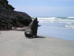 seal on the beach on south island in new zealand