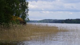 swamp grass and reeds on the shores of a Finnish lake