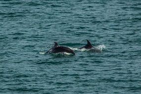 two dolphins are splashing in the ocean