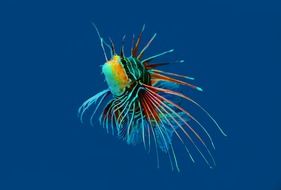 Colorful fish