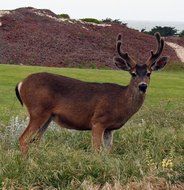 deer stands on a meadow