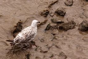 seagull in the mud