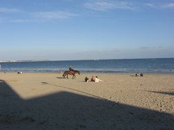 horse on the beach