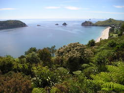 beautiful beach in new zealand