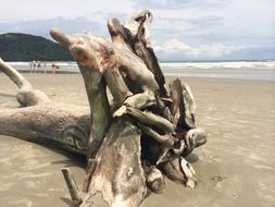 Wood on the sand beach