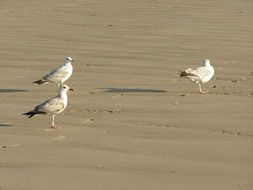 three white seagulls on the beach