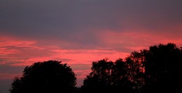pink sunset over the treetops