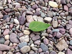 beach pebbles stones