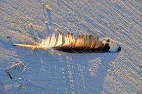 feather of birds on the sand