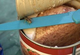 Insect on a knife on a tin