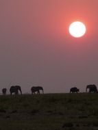 elephants on a background of pink sunset in africa