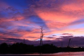 tree clouds sunset