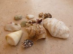 shells of different shapes on the table