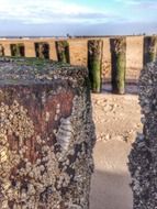beach wood post