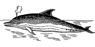 black and white drawing of a dolphin in the water