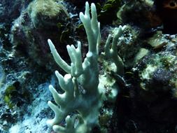 irresistible white coral