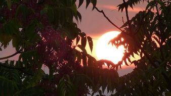 back-lighted leaves