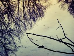 very beautiful winter branch