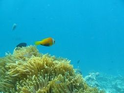 water ocean fish