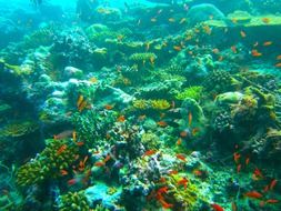 diving at Maldives