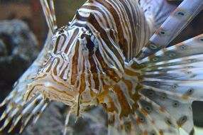 Ugly lionfish in water