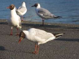 four seagulls on grey sand at sea