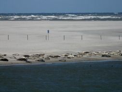 seals crawl on a sand beach