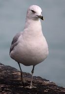 portrait of seagull on a sea coast