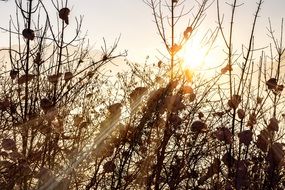 evening sun behind dry plants