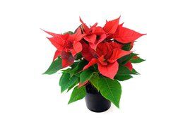 christmas flower in the pot