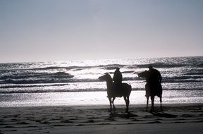 charmingly beautiful horseson the beach