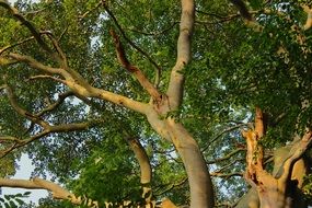 beech crown tree