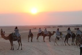tunis camels