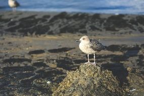 seagulls on the dark sand on the beach