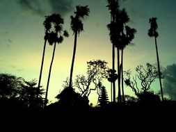 black silhouettes of palm trees in bali