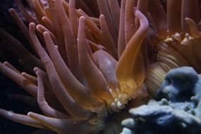 coral mollusk